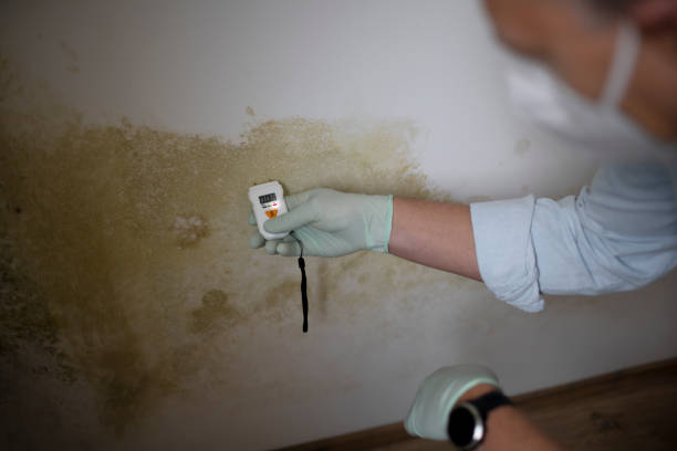 Best Emergency Mold Removal  in Lake In The Hls, IL