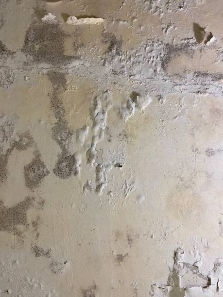 Mold Removal and Inspection in Lake In The Hills, IL