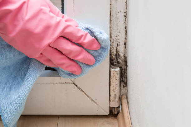 Best Fast Mold Removal  in Lake In The Hls, IL