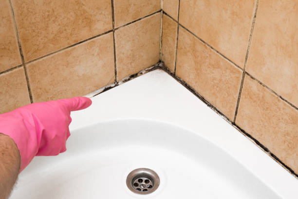 Best Toxic Mold Removal  in Lake In The Hls, IL